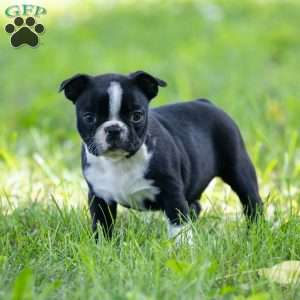 Oliver, Boston Terrier Puppy